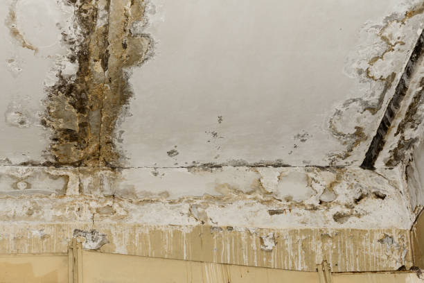 Mold Remediation for Vacation Homes in York, NE